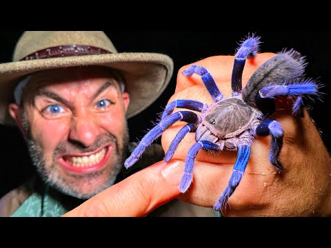 BITTEN by a VENOMOUS Blue Tarantula TWICE! thumbnail