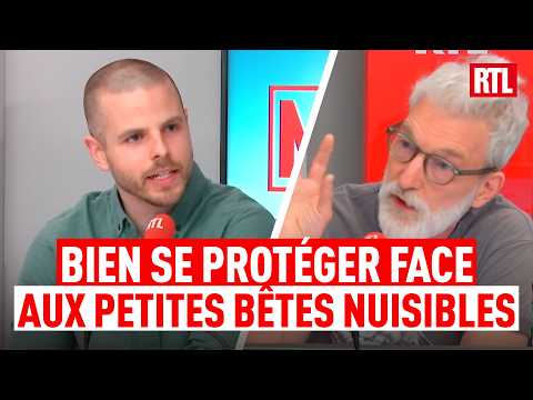 Moustiques, frelons, chenilles : les gestes qui sauvent cet été thumbnail