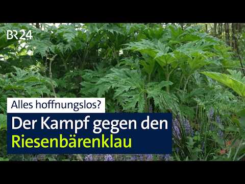 Es scheint hoffnungslos im Kampf gegen den Riesenbärenklau | Abendschau | BR24 thumbnail