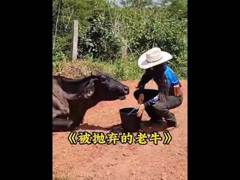 骨瘦如柴的老牛被主人抛弃，女孩发现后设法营救，并带回家暖心照顾 #animals #老牛 #cow thumbnail