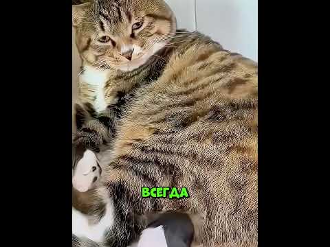 Мужчина спас и вырастил бездомного щенка thumbnail