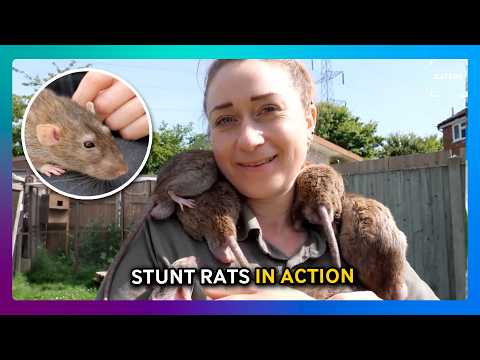 Meet the Stunt Rats That Star in Movies ?? thumbnail