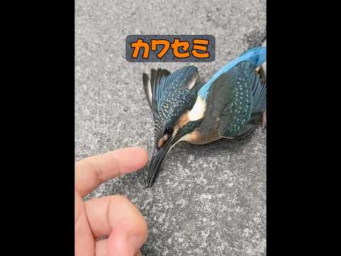 他に、木に激突するほど速い鳥はいるだろうか？ #動物 #animals #動物プロダクション #自然 #癒し thumbnail