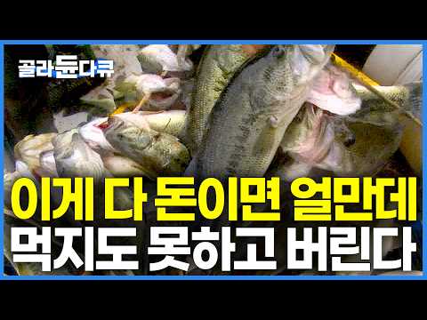 "한 시간에 수백 마리" 천적도 없는 포식자 잡아서 어쩌나 했더니｜이게 다 돈이면 얼만데 먹지도 못하고｜식용으로 들 여온 외래종 번식 하더니 통제 불능｜극한직업｜#골라듄다큐 thumbnail