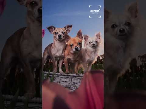 These Dogs Got Their Own Personal Photoshoot 🥰 #dogs thumbnail