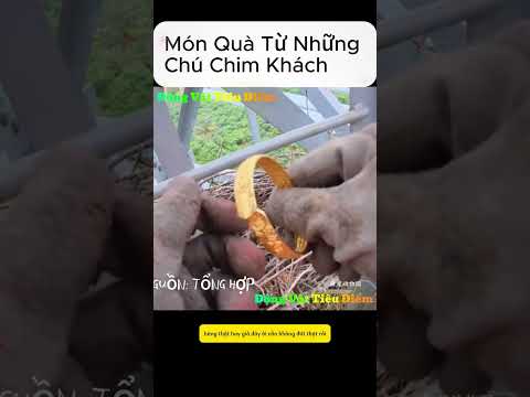 Món Quà Từ Những Chú Chim Khách | Động Vật Tiêu Điểm thumbnail