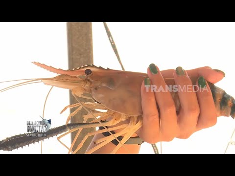 Sensasi Tarikan Udang Galah | MANCING MANIA STRIKE BACK (23/05/26) P4 thumbnail