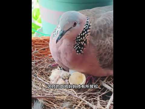 一只斑鸠在窗台躲雨，雨水拍打在身上也不走，女子的做法亮了！ #animals #动物救助 #主人 #寵物友善日常 #pets #cute #感人壹幕 thumbnail