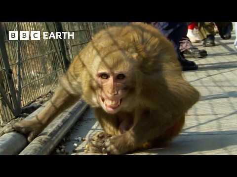 30 Minutes of Mischievous Monkeys Causing Mayhem | BBC Earth thumbnail