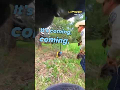 They Had Seconds to Save The Bear Cub😱😱  #wildliferescue #bearcub thumbnail