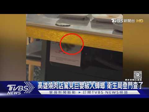 高雄燒肉店驚見巨嬰級大蟑螂　店家停業清消　衛生局登門查了｜TVBS新聞 @TVBSNEWS01 thumbnail