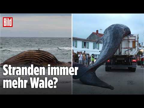 Werden wirklich immer mehr Wale angeschwemmt? Experte klärt auf! thumbnail