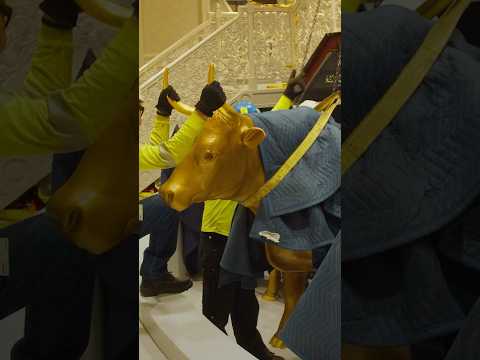 Refurbishing the Original Oxen Beneath the Salt Lake Temple Baptismal Font thumbnail