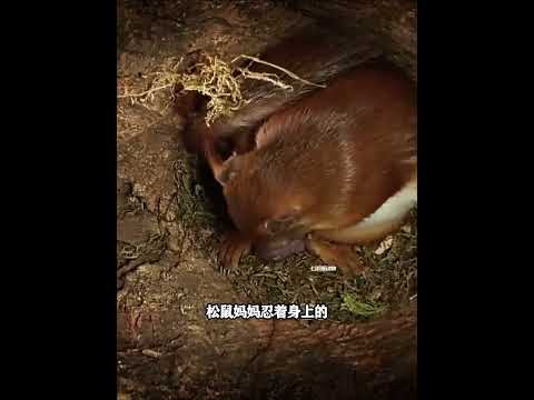 ：狹隘的樹洞中，小松鼠將由一個女孩成長為一位母親，大自然奇觀 thumbnail