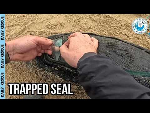 A 10-Cent Bag Nearly Killed Entangled Seal thumbnail