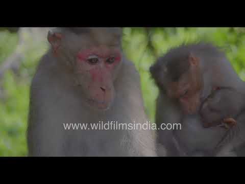Bonnet Macaque mother and juvenile resting in forest canopy thumbnail