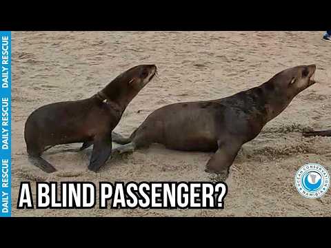 Everything Went Wrong - Then A Second Seal Jumped In! thumbnail