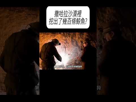 撒哈拉沙漠裡挖出了幾百條鯨魚?#科普 #漲知識 thumbnail