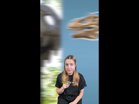 New T‑Rex find ‘changes everything’? thumbnail