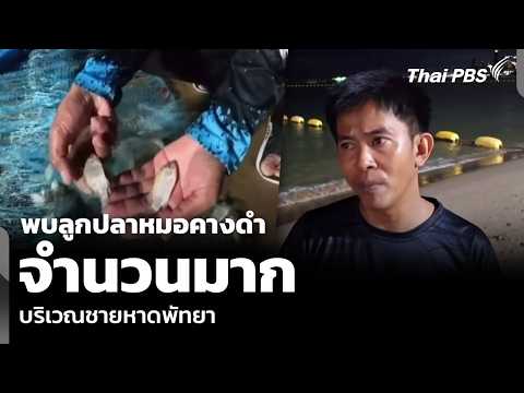 พบลูกปลาหมอคางดำจำนวนมาก บริเวณชายหาดพัทยา | ข่าวเที่ยง | 16 พ.ค. 69 thumbnail