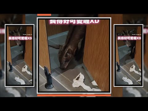 長鬃山羊進公廁偷咬衛生紙被發現 thumbnail