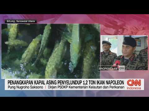 Penangkapan Kapal Asing Penyelundup 1,2 Ton Ikan Napoleon thumbnail