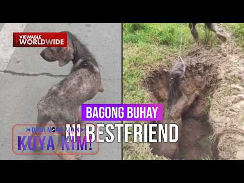 Mga hayop na na-rescue, kumusta na? | Dami Mong Alam, Kuya Kim! thumbnail