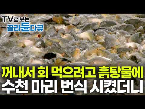“회로 잡아먹으려고 들여온 외래종” 주택가 옆 논밭 흙탕물에 바글바글 물고기 떼의 정체｜서울 사람들은 잘 모른다｜꺼내서 바로 먹는 민물생선｜향어 양식장｜극한직업｜#골라듄다큐 thumbnail