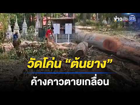 วัดโค่น “ต้นยาง” ค้างคาวตายเกลื่อน | ชงข่าวเขย่าไลฟ์ | 29 พ.ค. 69 thumbnail