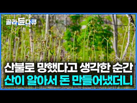 산불로 망연자실했는데 어느 날 산 전체가 금밭이 됐다｜작업자들 전화위복 시킨 효자 작물의 정체｜봄 제철 음식 고사리 수확 현장｜산에서 나는 고기｜극한직업｜#골라듄다큐 thumbnail