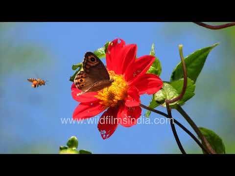 Common Wall butterfly and wild bees feed on Himalayan Dahlias thumbnail
