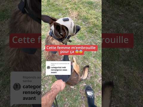 Au moins ça finit bien 🤭 #malinois #ades #drague #femme thumbnail