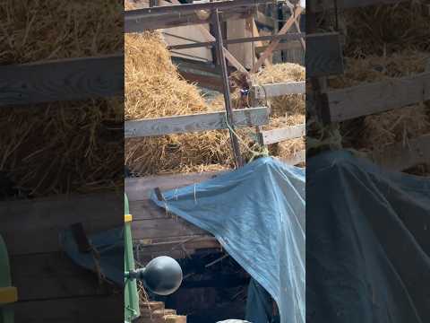 Die Katze muss endlich abgeholt werden thumbnail