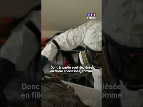 En immersion avec les nettoyeurs de scènes de crime !｜TF1 INFO thumbnail