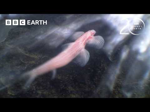 The Strange World of Troglobites | 20 Years of Planet Earth | BBC Earth thumbnail