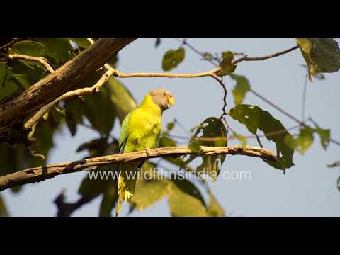 Female Plum-headed Parakeet perched in Satpura Tiger Reserve thumbnail