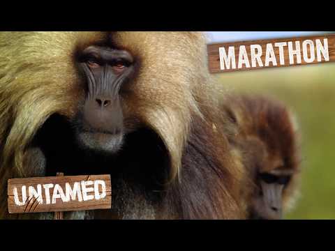 Baboons Compete To Survive In Wild | Untamed 2+ Hour Full Episodes thumbnail