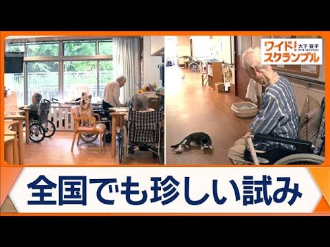 施設内にイヌやネコが…ペットと入所できる高齢者施設　多くで“禁止”も導入の理由は【ワイド！スクランブル】(2026年5月21日) thumbnail