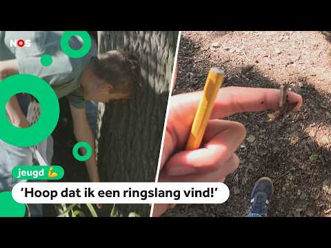 Onderzoek: Welke planten en dieren komen voor op schoolpleinen? thumbnail