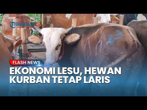 Meski Ekonomi Lesu dan Harga Naik, Penjualan Hewan Kurban di Jakbar Tetap Laris Manis thumbnail