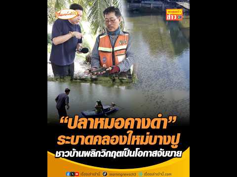 "ปลาหมอคางดำ" ระบาดคลองใหม่บางปู  ชาวบ้านพลิกวิกฤตเป็นโอกาสจับขาย thumbnail
