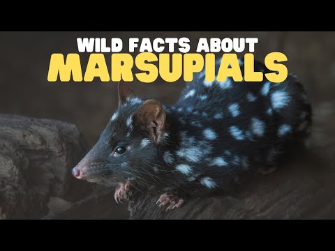Wild Facts about Marsupials | Learn all about kangaroos, koalas, wombats, and more thumbnail