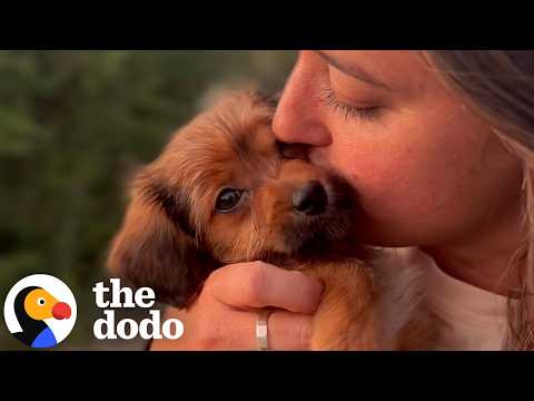 If You Need Proof You Should Adopt A Dog After Losing One, Here It Is | The Dodo thumbnail