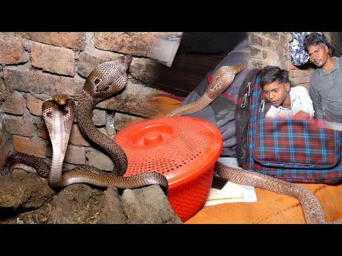 एक ही घर में नाग नागिन के मिलने पर गांव वाले हुए हैरान, फिर कैसे क्या हुआ!? Nag Nagin Rescue thumbnail