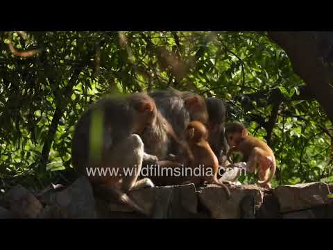 Rhesus Macaque family grooming and caring for young in Wilderness Orchard thumbnail