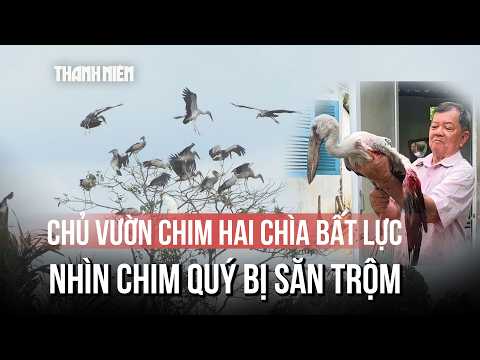 Lão nông 80 tuổi bất lực nhìn chim quý ở Vườn chim Hai Chìa bị săn trộm thumbnail