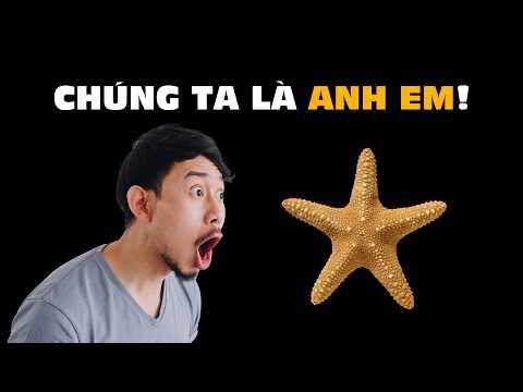 #1071 Quên Tinh Tinh Đi, Sao Biển Mới Là Họ Hàng Dị Nhất Của Con Người! thumbnail