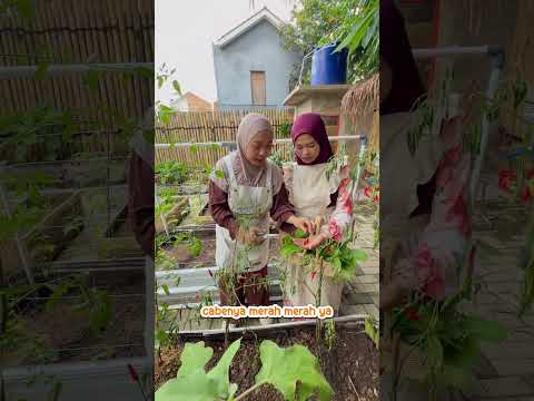 POV RUMAH KEBUN KEDATANGAN TAMU thumbnail