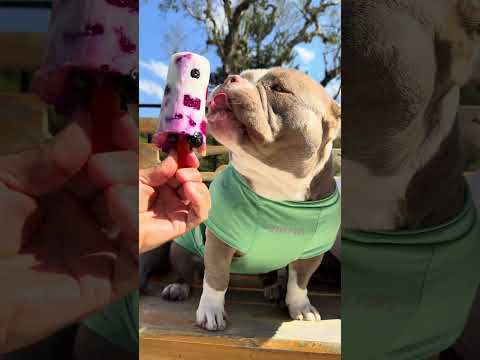Picolé de Mirtilo, Abacaxi e Pitaya 🤩 com iogurte natural para minhas American Bullys 🐾🐾 thumbnail