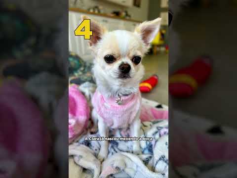 QUAL NÃO É IA? #pets thumbnail